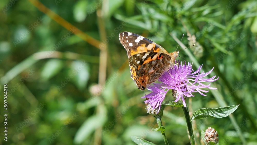 Butterfly burdock on a meadow cornflower Butterfly burdock on a meadow cornflower