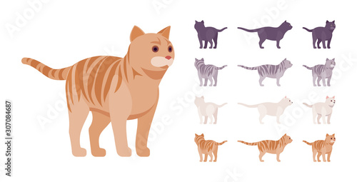 White, black, orange, grey striped pedigree cat standing set. Active healthy kitten with beautiful fur, cute funny pet, home playful companion. Vector flat style cartoon illustration different views