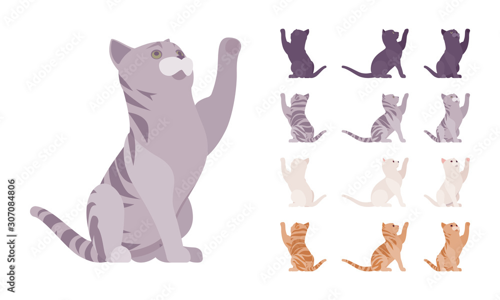 White, black, orange, grey striped pedigree cat playing set. Active healthy kitten with beautiful fur, cute funny pet, home playful companion. Vector flat style cartoon illustration different views