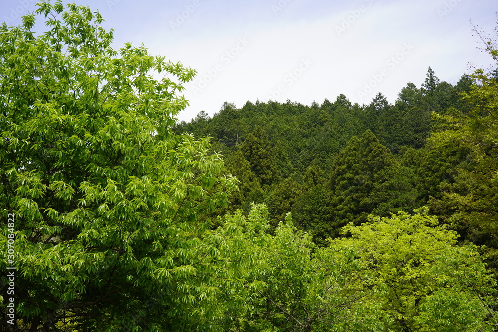 山　夏　森林　