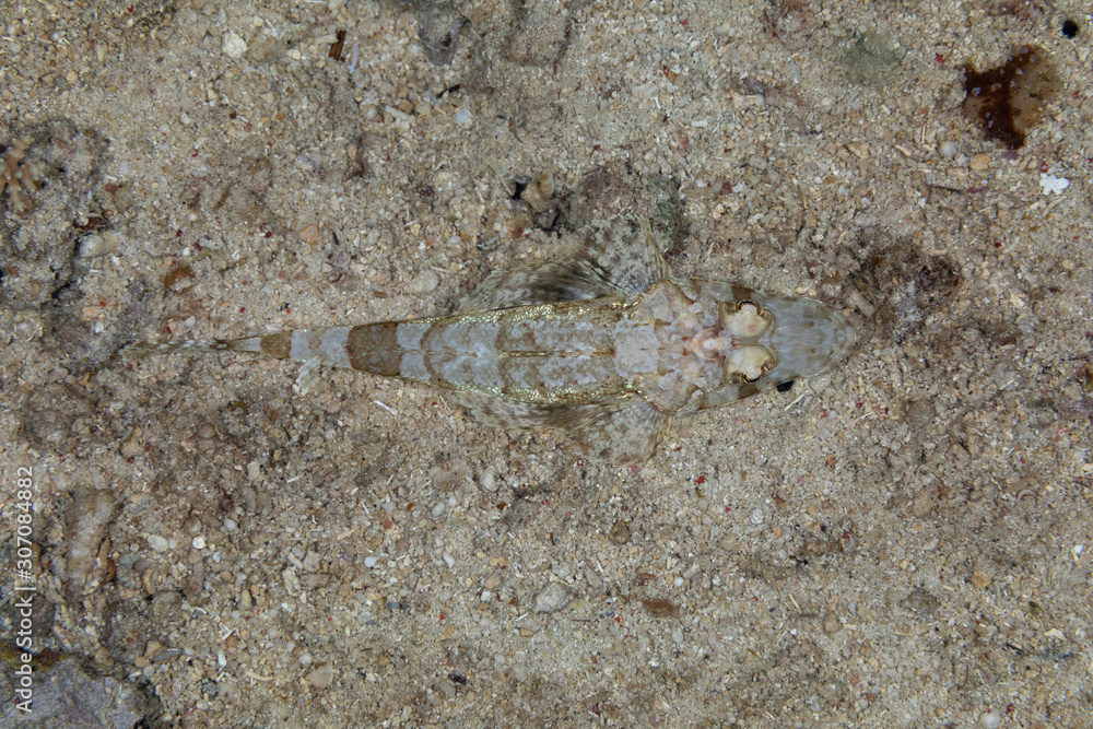 The surprising underwater world of the Indian and Pacifical Oceans