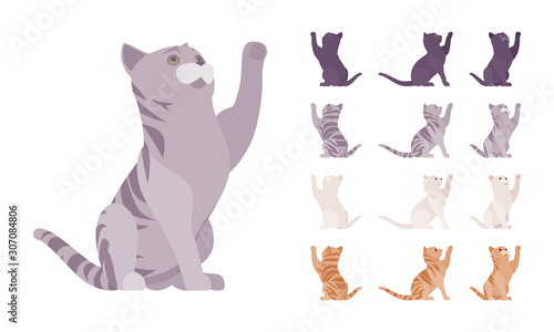 White, black, orange, grey striped pedigree cat playing set. Active healthy kitten with beautiful fur, cute funny pet, home playful companion. Vector flat style cartoon illustration different views