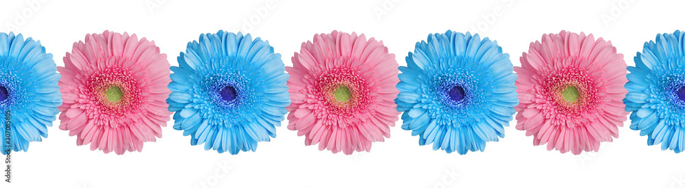 Blue and pink gerbera flowers border on white background isolated close up, gerber flower seamless pattern, greeting card decorative frame, floral ornamental line, daisies decoration, design element - obrazy, fototapety, plakaty 