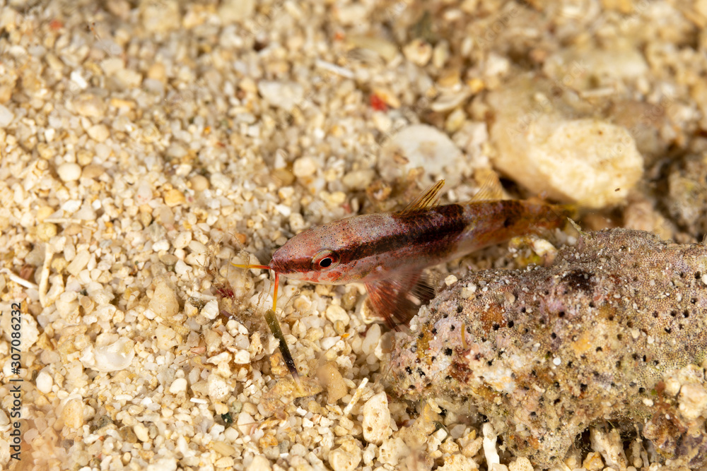 The surprising underwater world of the Indian and Pacifical Oceans