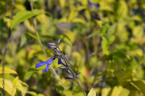 Anise-scented sage Black and Blue