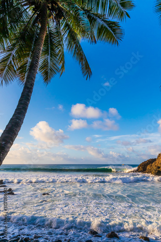 Beautiful view of Cachorro beach in Fernando de Noronha  Brazil. Volcanic landscape  upper part of a cocunut tree  tropical plants and waves breaking at shore.