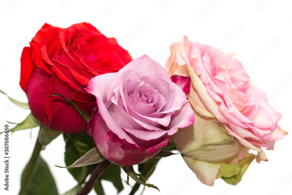 pink and red roses as background