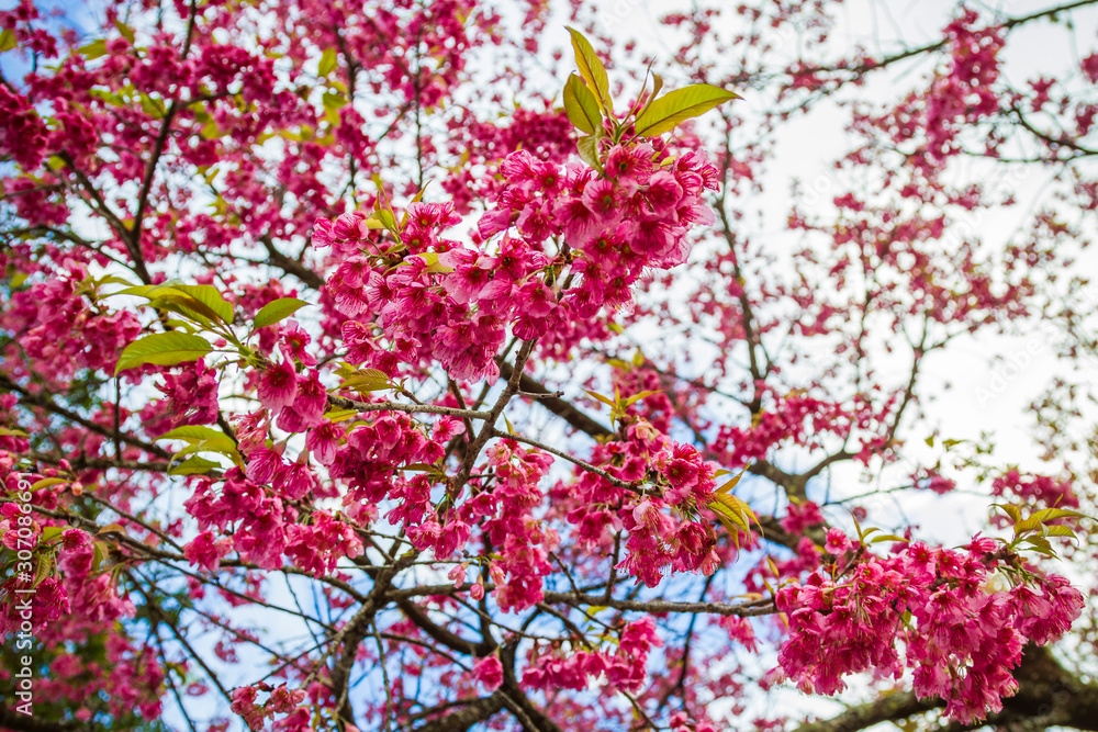 Wild Himalayan Cherry flower blossoming blurred background At doi inthanon national park Chiang Mai, Thailand.