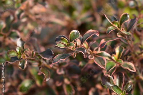 Looking-glass plant Rainbow Surprise photo