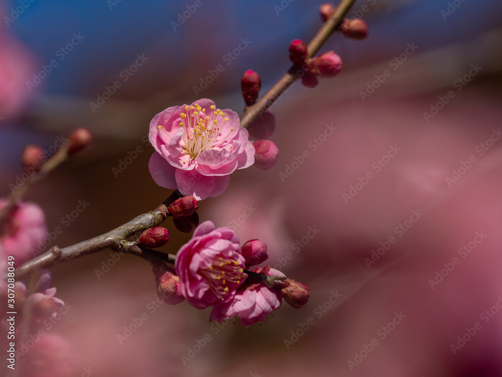 Japanese Plum Blossoms