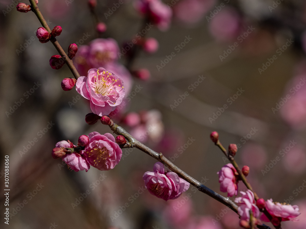 Japanese Plum Blossoms