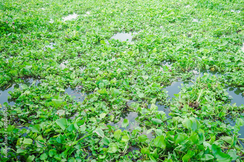 Water hyacinth floating on a river
