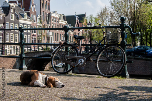 Canvas Print Dog guarding the bike on the street