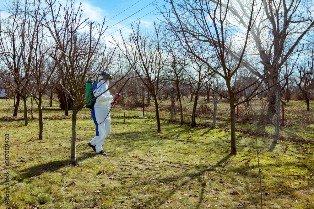 Gardener wearing protective overall sprinkles fruit trees with long sprayer in the orchard Gardener wearing protective overall sprinkles fruit trees with long sprayer in the orchard