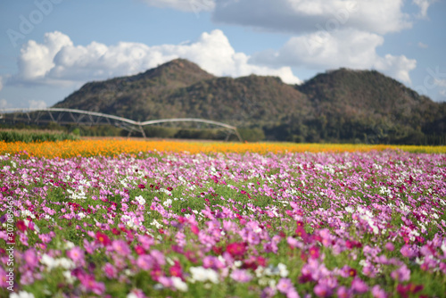 flower garden, Nakhon Ratchasima Province, Thailand