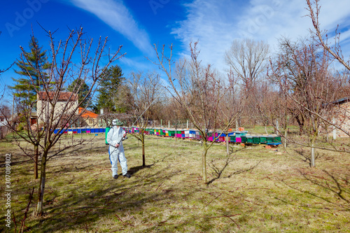 Gardener wearing protective overall sprinkles fruit trees with long sprayer, apiary is in the orchard