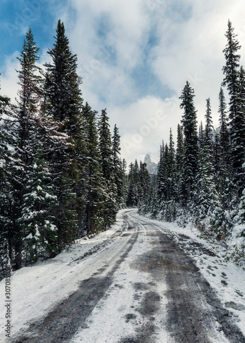 Snowy road in pine forest with blue sky in Yoho national park