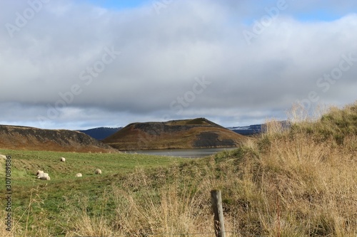 sheep grazing in a field in Iceland photo