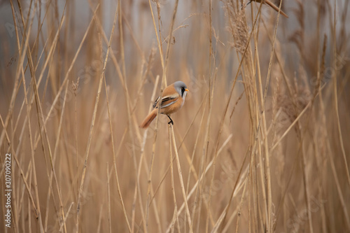 Bearded Tit, Panurus biarmicus