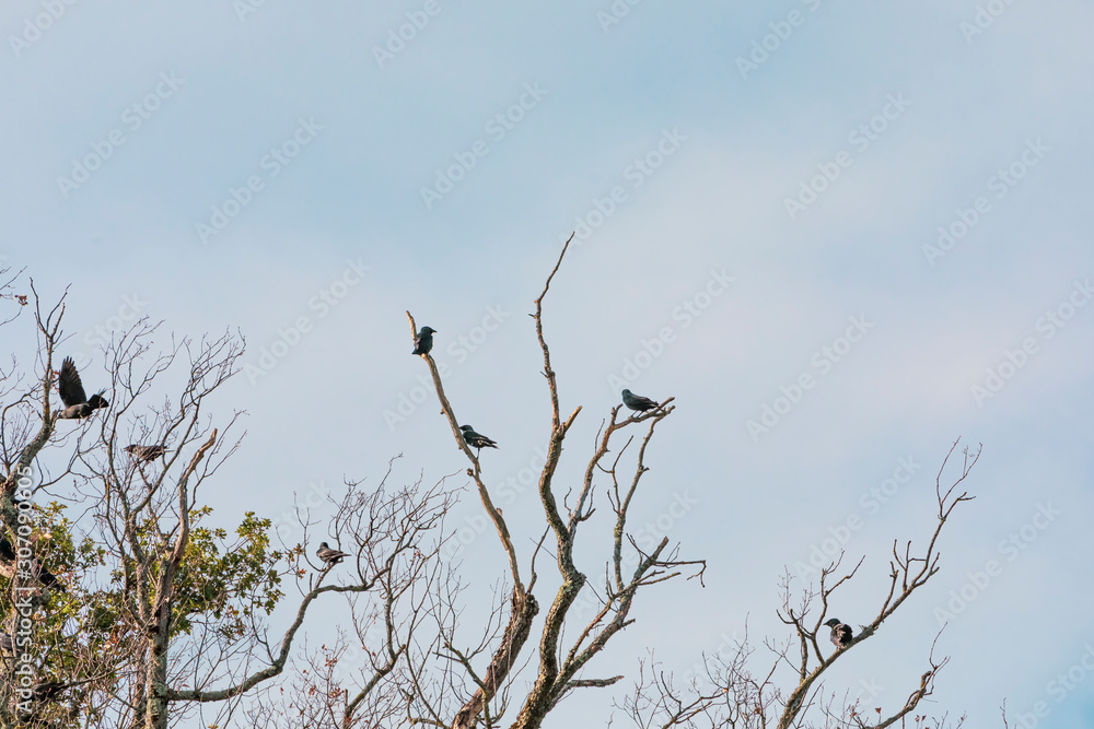 Birds on rest