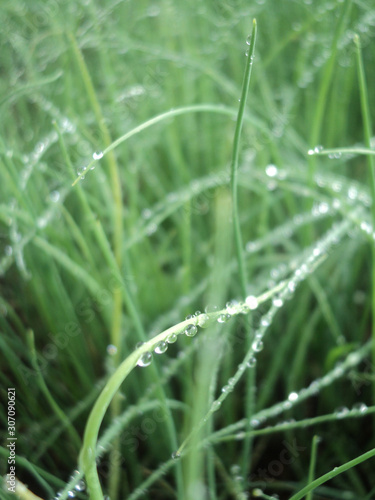 Nature background with water drops on the grass 