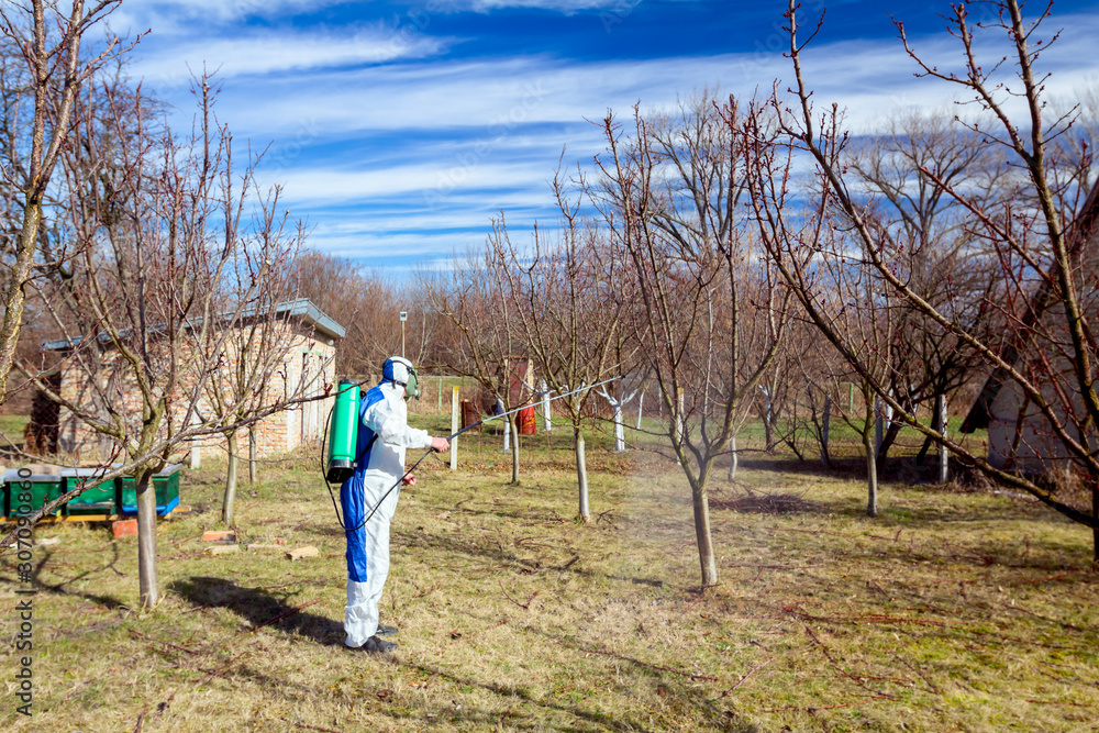 Gardener wearing protective overall sprinkles fruit trees with long sprayer, apiary is in the orchard Gardener wearing protective overall sprinkles fruit trees with long sprayer, apiary is in the orchard