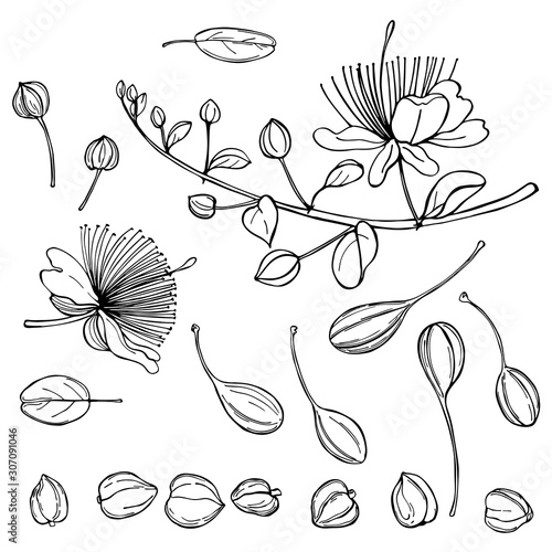 Hand drawn caper plant  with flowers. Edible fruits and buds of capers. Vector sketch illustration. photo
