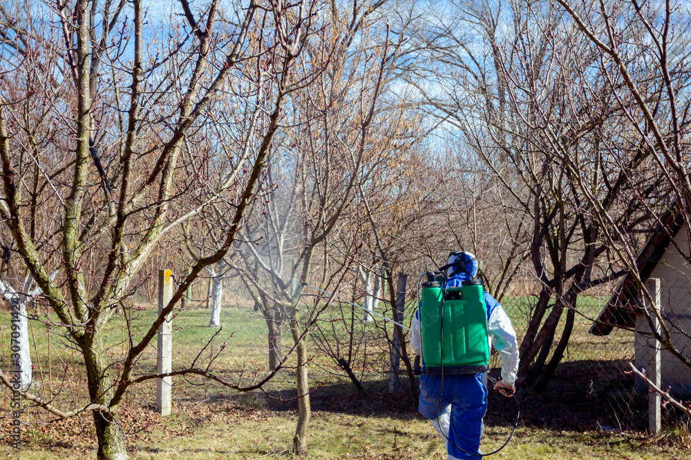 Gardener wearing protective overall sprinkles fruit trees with long sprayer in the orchard Gardener wearing protective overall sprinkles fruit trees with long sprayer in the orchard