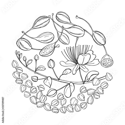 Hand drawn edible fruits and buds of capers in a circle.  Vector sketch illustration.