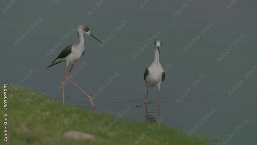 Black-winged stilts fighting for territory Black-winged stilts fighting for territory