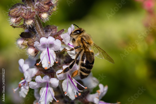 Biene auf einer Basilikum Blüte © Oliver