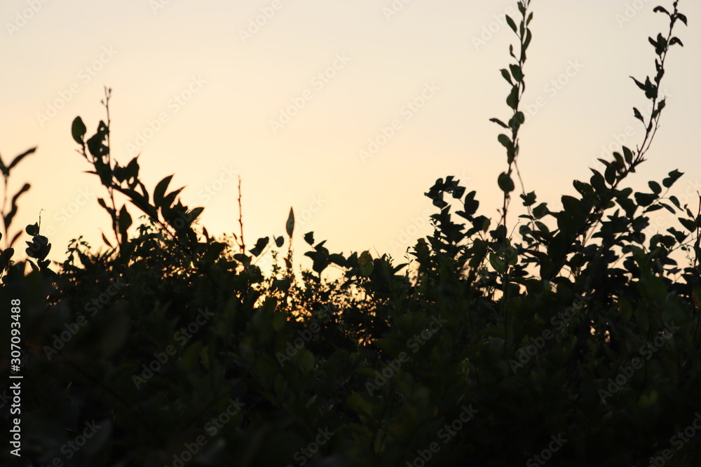 Fototapeta premium Sunset rural farm meadow horizon view .sunset and tree.Silhouette of tree in desert at sunset