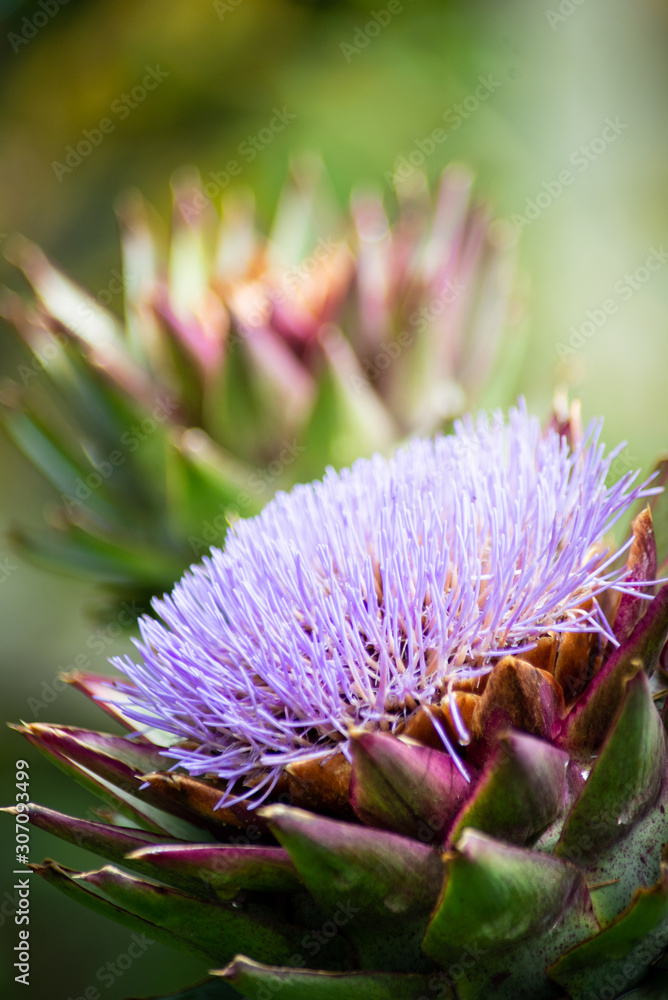 Artichoke flower with purple blossom Artichoke flower with purple blossom