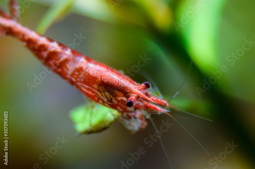 Freshwater Cherry Shrimp  © Paean