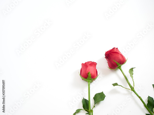 Valentine's Day card. Two red rose.