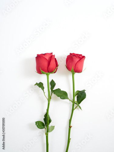 Valentine s Day card. Two red rose.
