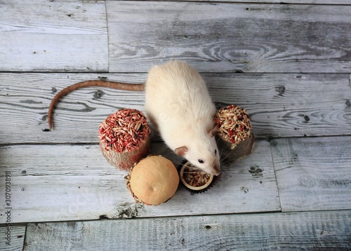 White seamese dumbo rat with tasty food photo