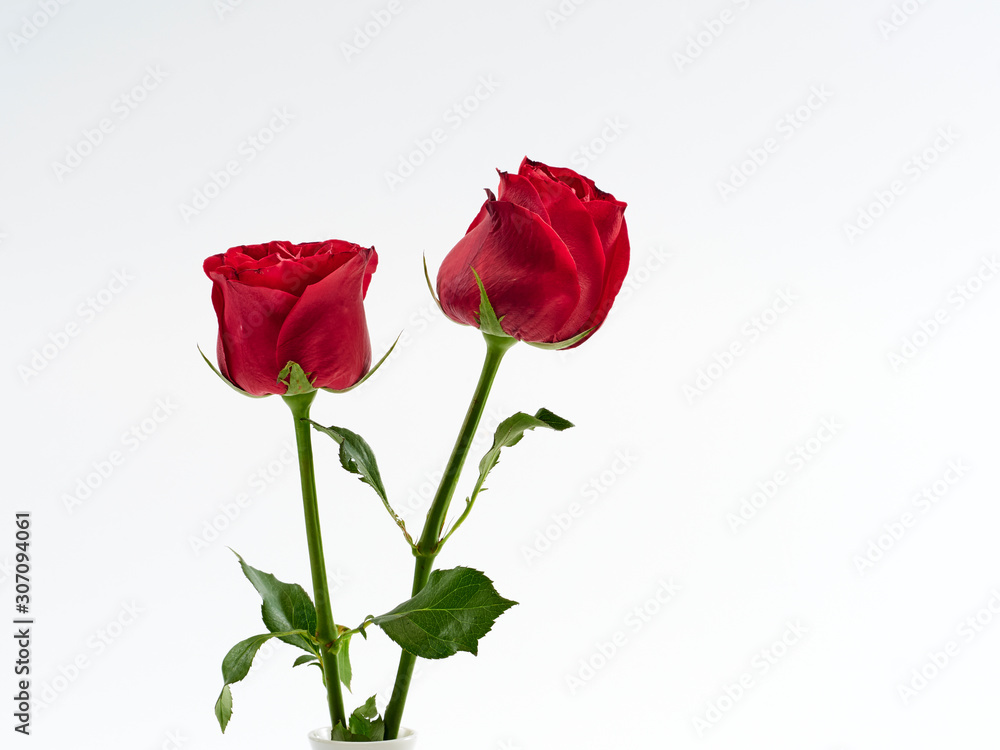 Valentine's Day card. Two red rose. Valentine's Day card. Two red rose.