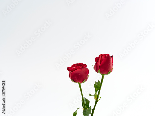 Valentine's Day card. Two red rose.