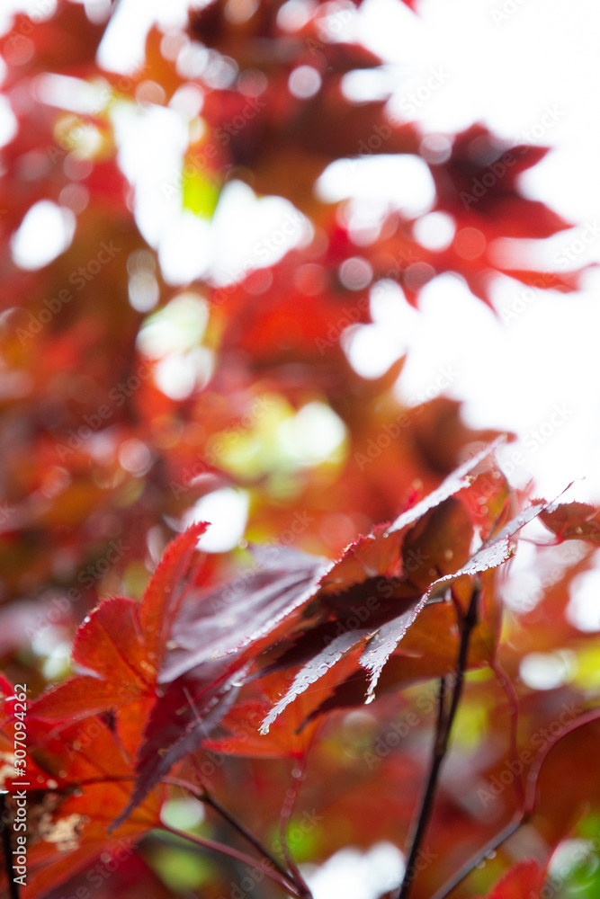 Red autumn leaves Red autumn leaves