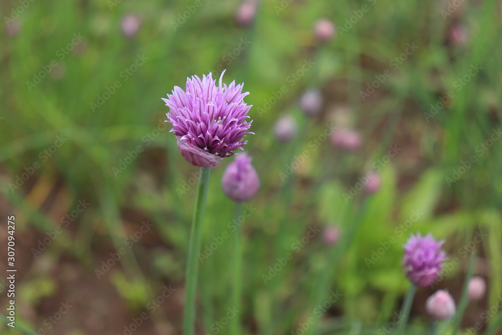 Fresh purple chives flower or Wild Chives, Flowering Onion, Garlic Chives, Chinese Chives, Schnittlauch. Blossoms in the spring organic herb garden. Edible plants in vegetable garden.