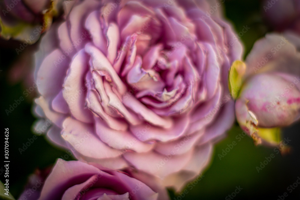 Rose closeup Rose closeup