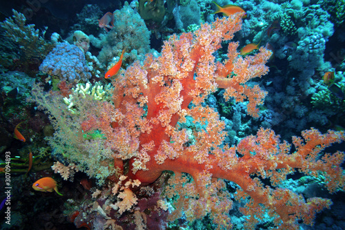  Members of the Dendronephthya genus are considered one of the most beautiful corals in the world.