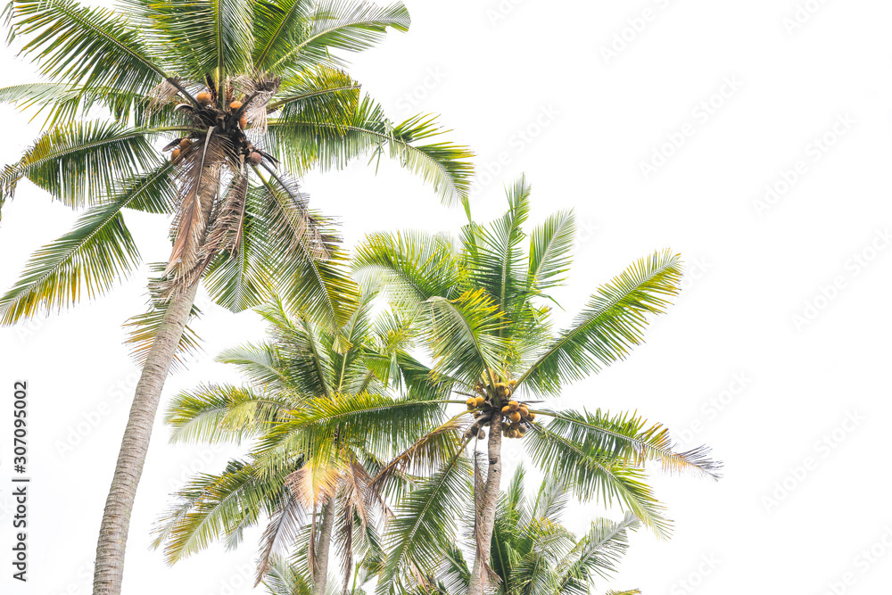 Fototapeta premium Palm Trees on white Background