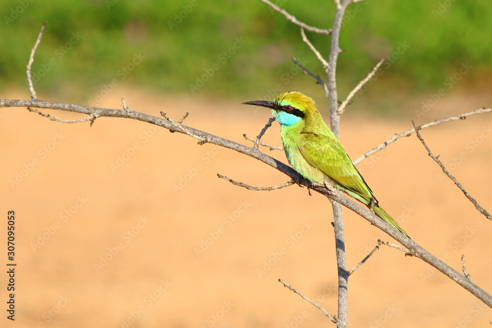Bee eater sitting on a branch, looking for insects Bee eater sitting on a branch, looking for insects