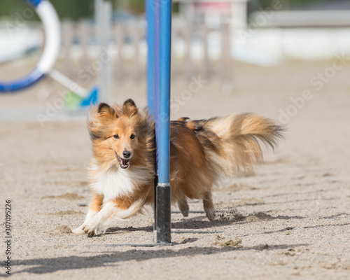 Fotografie Shetland Sheepdog doing slalom on dog agility course