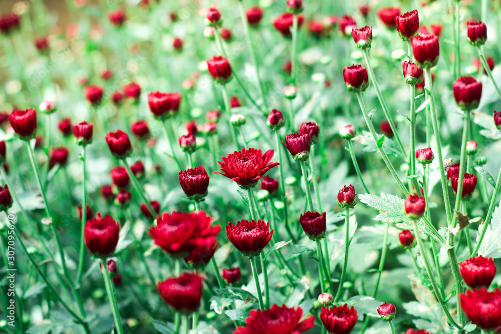 The beautiful red poppies flowers in the garden under the light with a blur background, focus in one spot