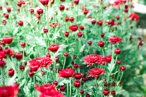 The beautiful red poppies flowers in the garden under the light with a blur background, focus in one spot