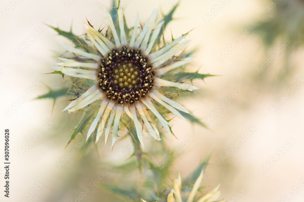 Single Silver thistle flower head on a sand colored background Single Silver thistle flower head on a sand colored background