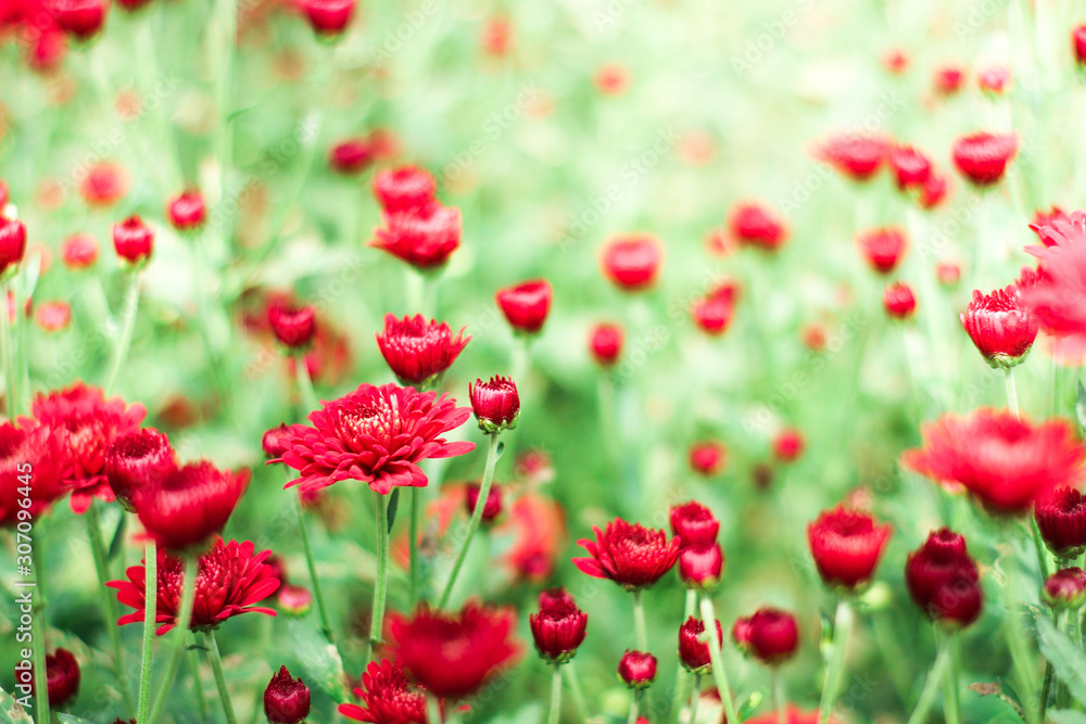 The beautiful red poppies flowers in the garden under the light with a blur background, focus in one spot